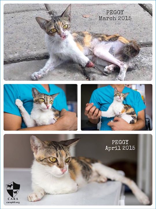 CARA - Animal Welfare in the Philippines - Cat rescue Story - Peggy