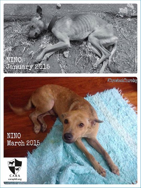 CARA - Animal Welfare in the Philippines - How to adopt a dog - Nino