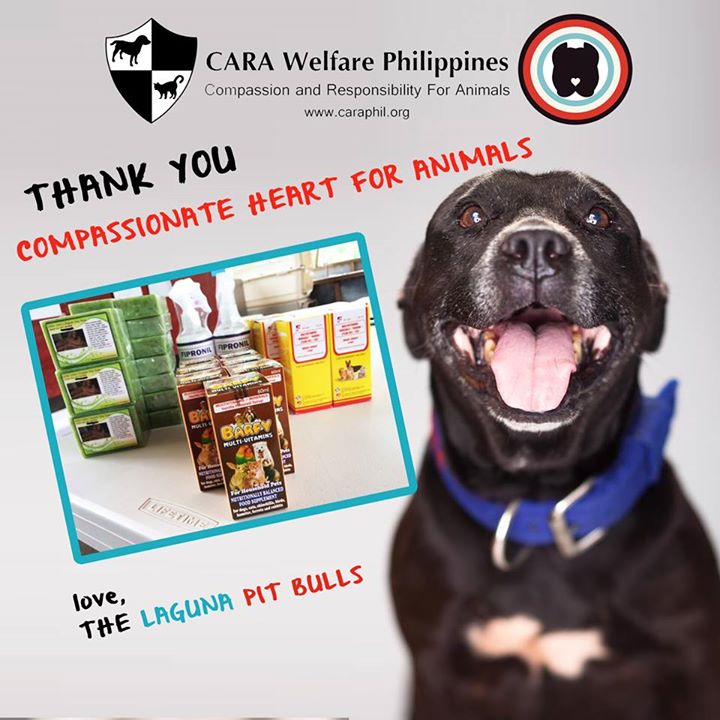 CARA - Animal welfare in the Philippines - Laguna Pit Bulls 5