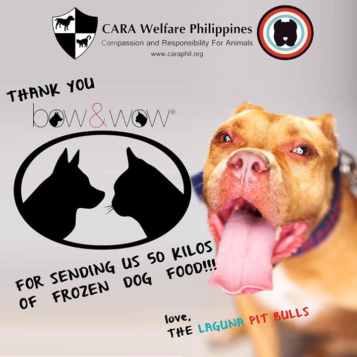 CARA - Animal welfare in the Philippines - Laguna Pit Bulls