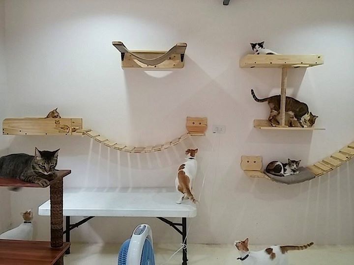 KITTYTEKTURA Cat Wall Furniture