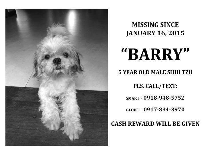 Lost Dog - Barry