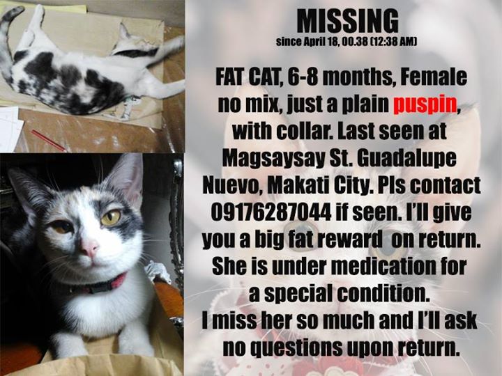 Lost Missing Cat Philippines - Fat Cat