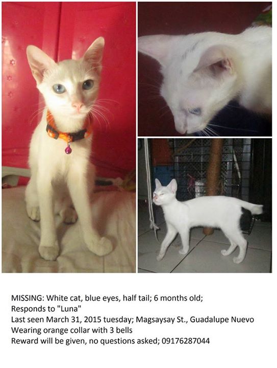 Lost Missing Cat Philippines - Luna
