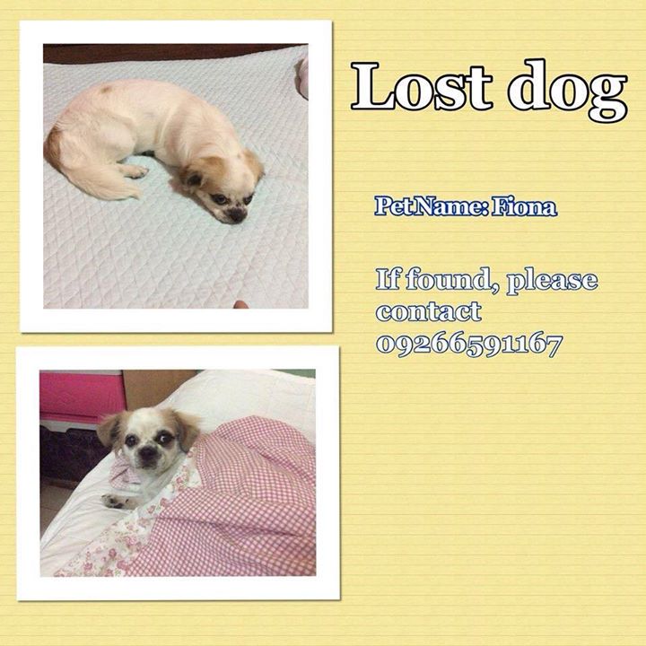 Lost Missing Dog Philippines - Fiona