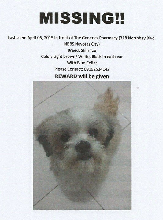 Lost Missing Dog Philippines - Kobe