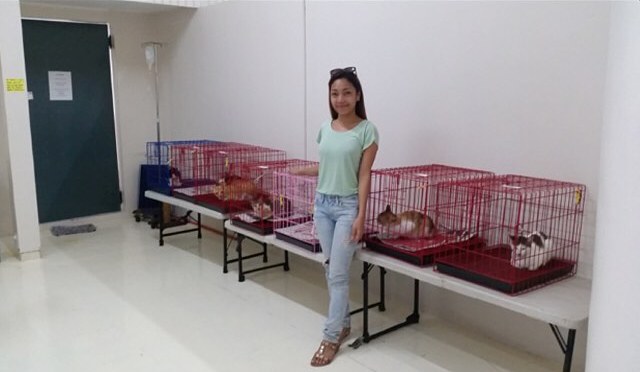 CARA - animal welfare Philippines - spay neuter cats