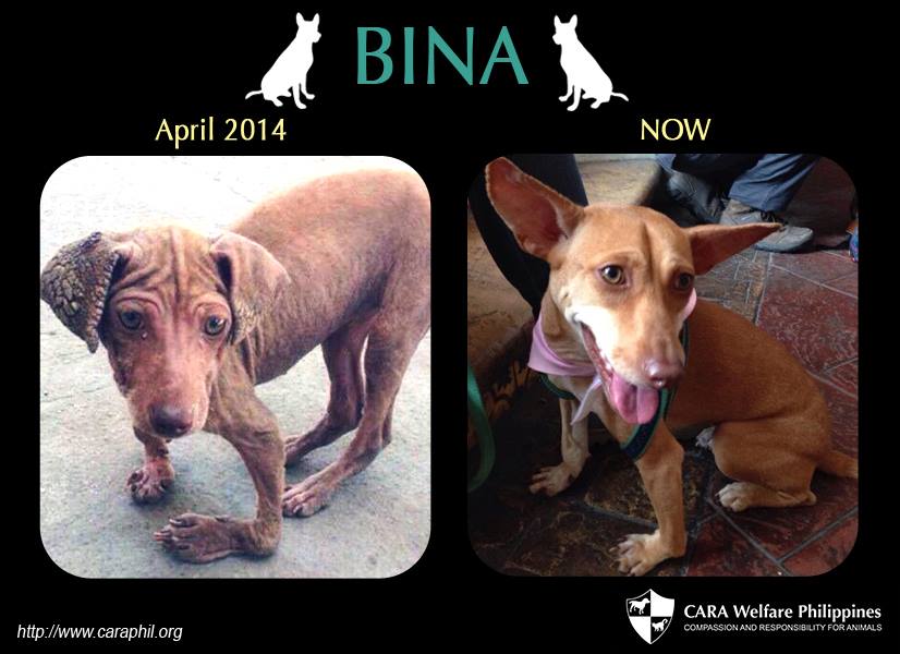 Bina CARA dog for adoption - animal welfare in the Philippines