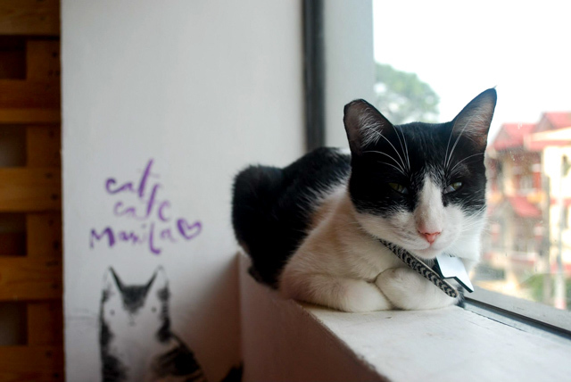 Domino - Cat Cafe Manila - Gia Lara / Petograpiya