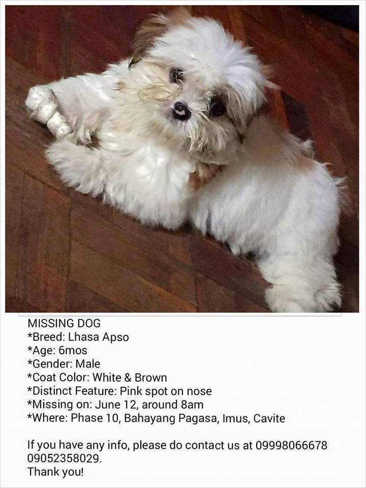 Missing Dog Lhasa Apso