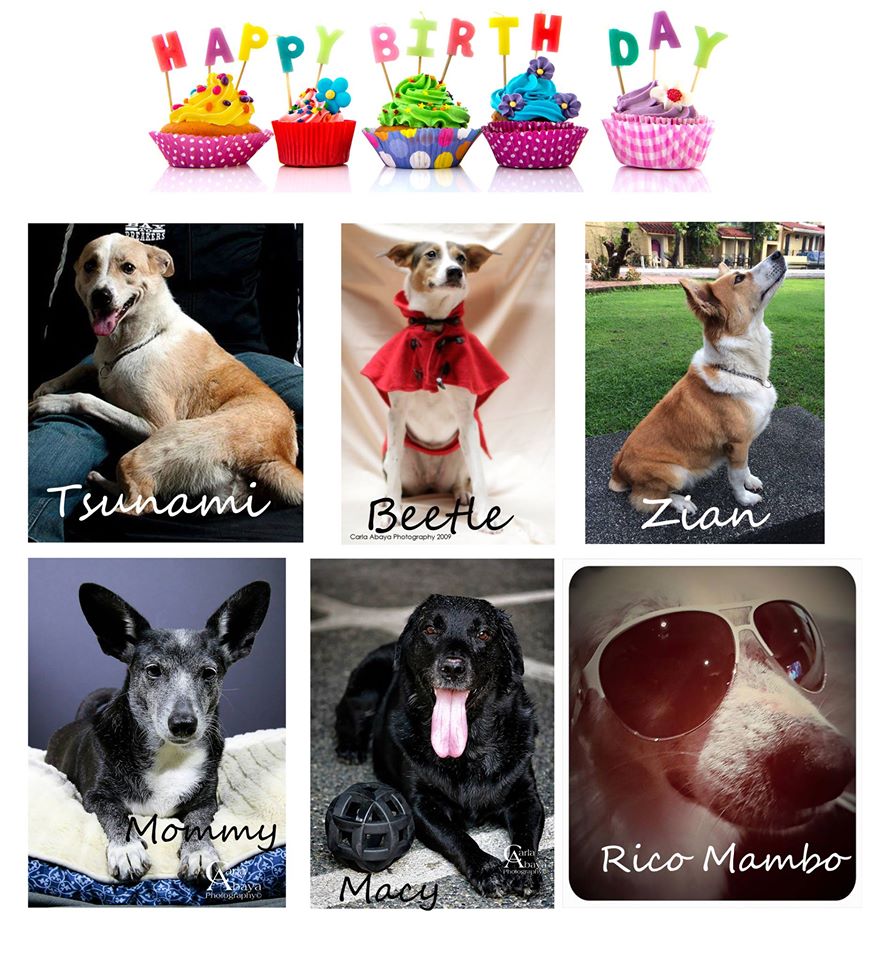 How six dogs rescued their human - dog adoption story - Carla Abaya
