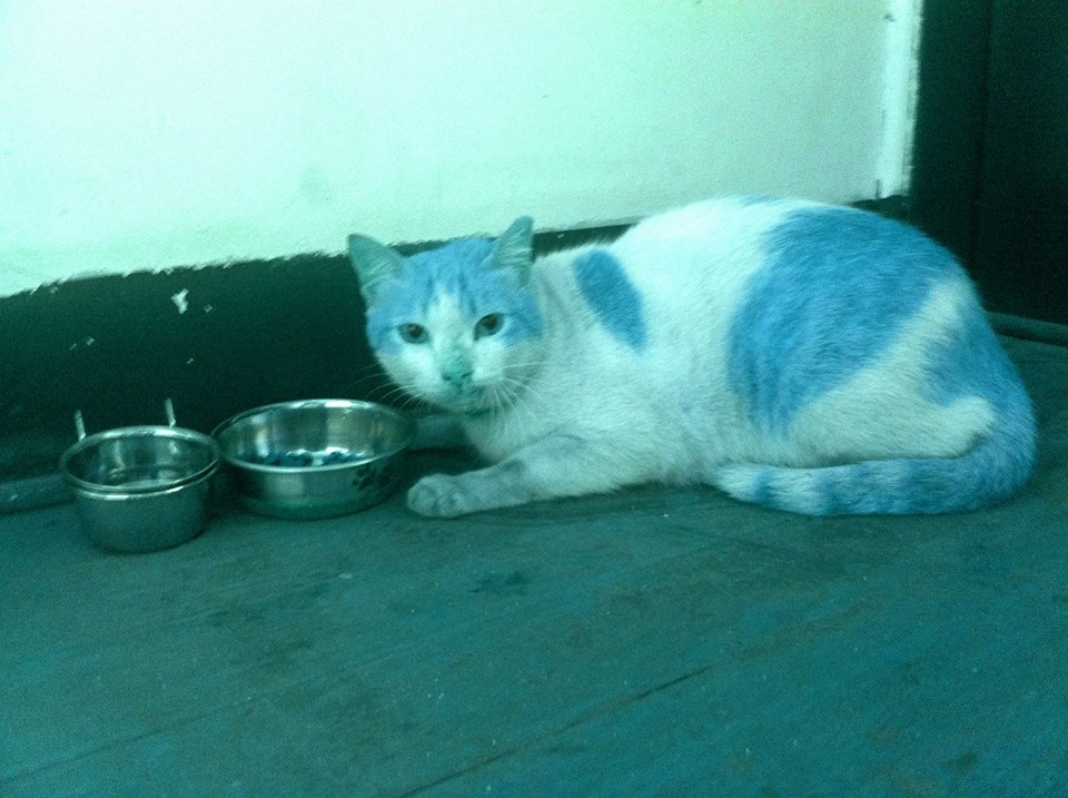 Rescued Cat from Greenfield Park Ortigas
