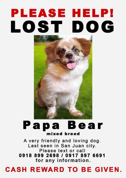Papa Bear, lost dog - CARA - Animal welfare in the Philippines