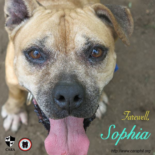 Sophia Laguna Pit Bull - CARA - Animal Welfare in the Philippines