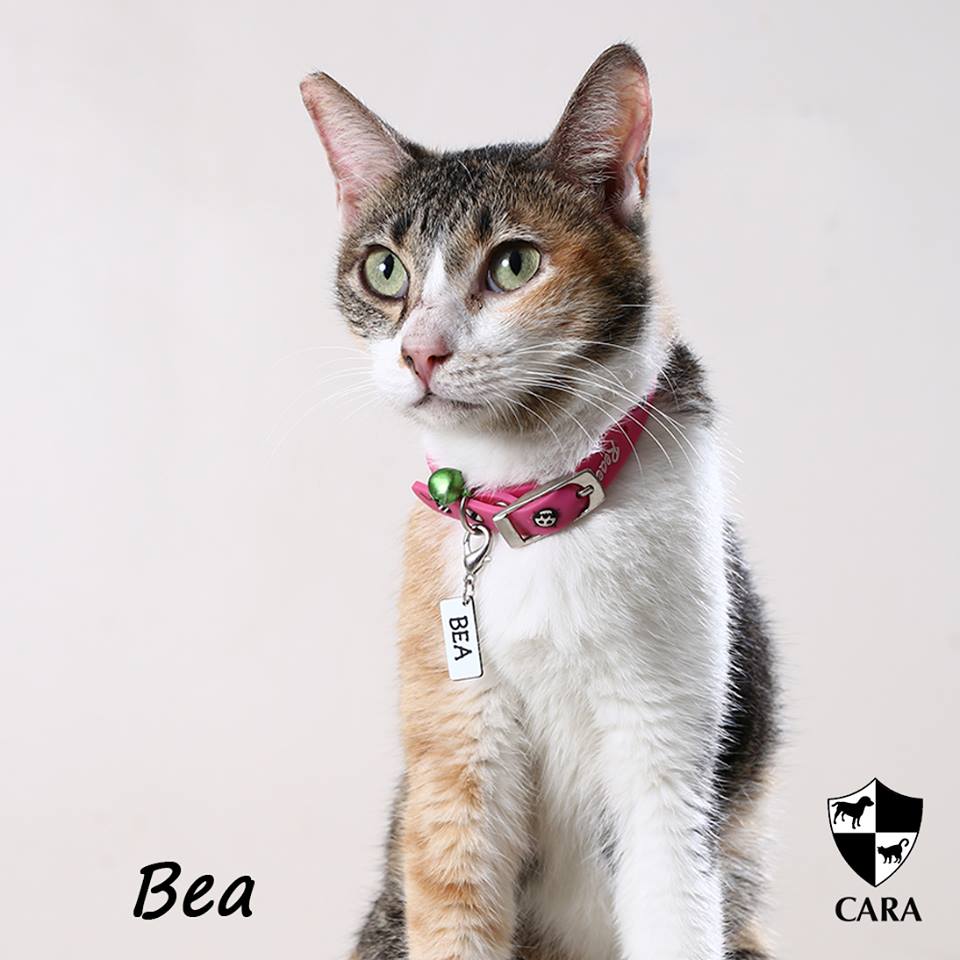 Bea - CARA rescued cat - pet for adoption - animal welfare in the Philippines