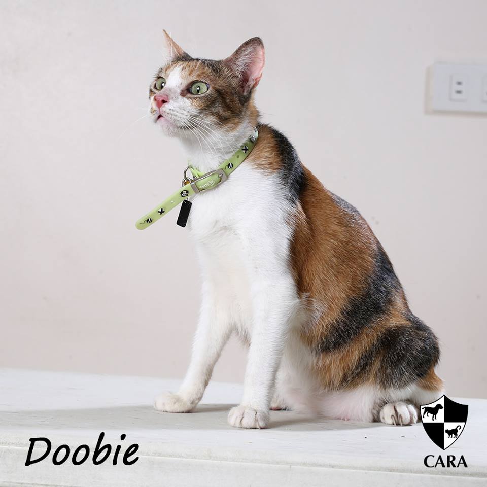 Doobie - CARA rescued cat - pet for adoption - animal welfare in the Philippines