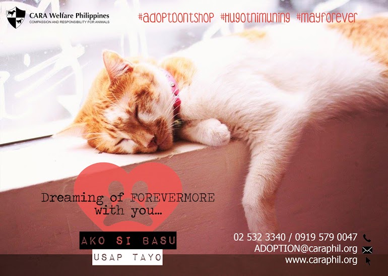 Hugot ni Basu - CARA Welfate Philippines - how to adopt a pet in the Philippines