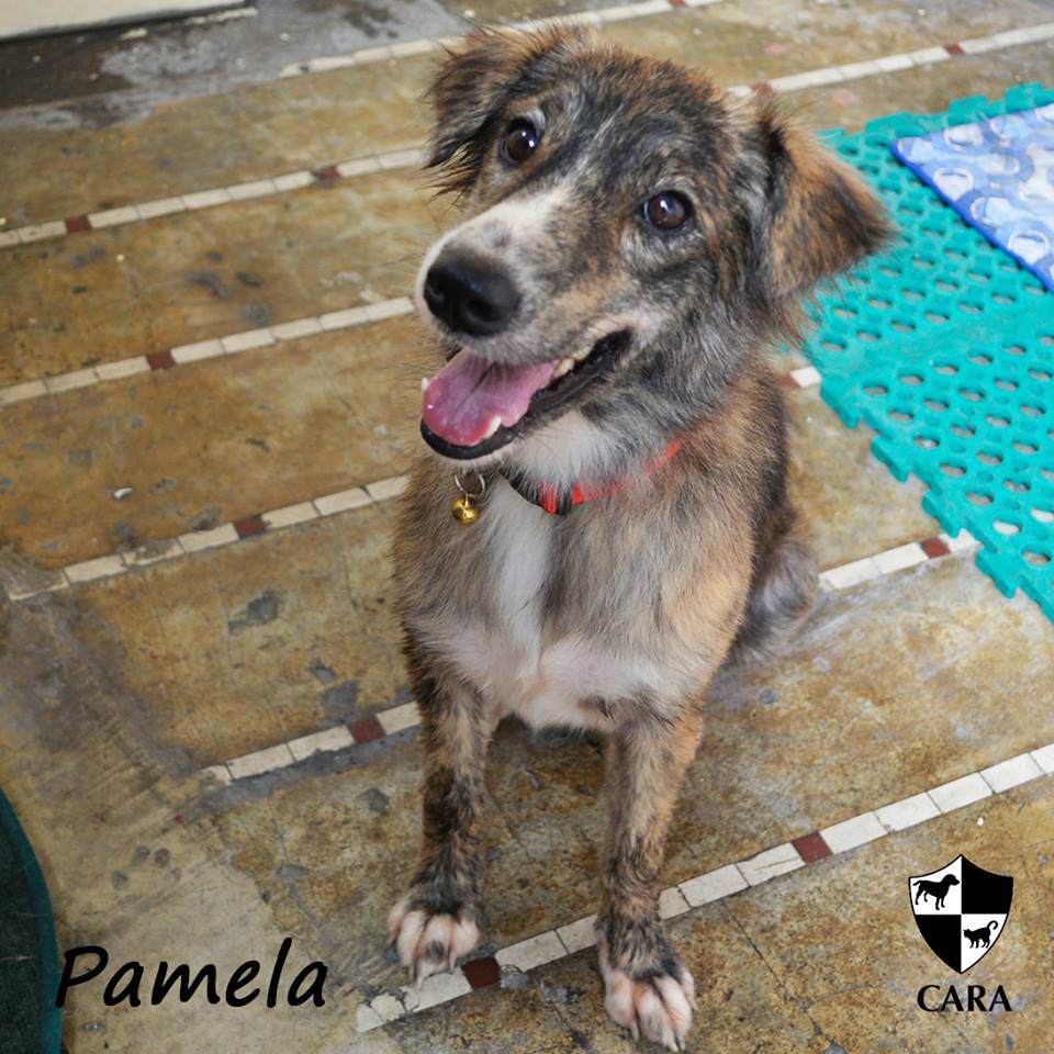 Pamela - CARA rescued dog - pet for adoption - animal welfare in the Philippines