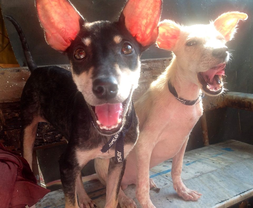 Yin and Yang rescued dogs in the Philippines