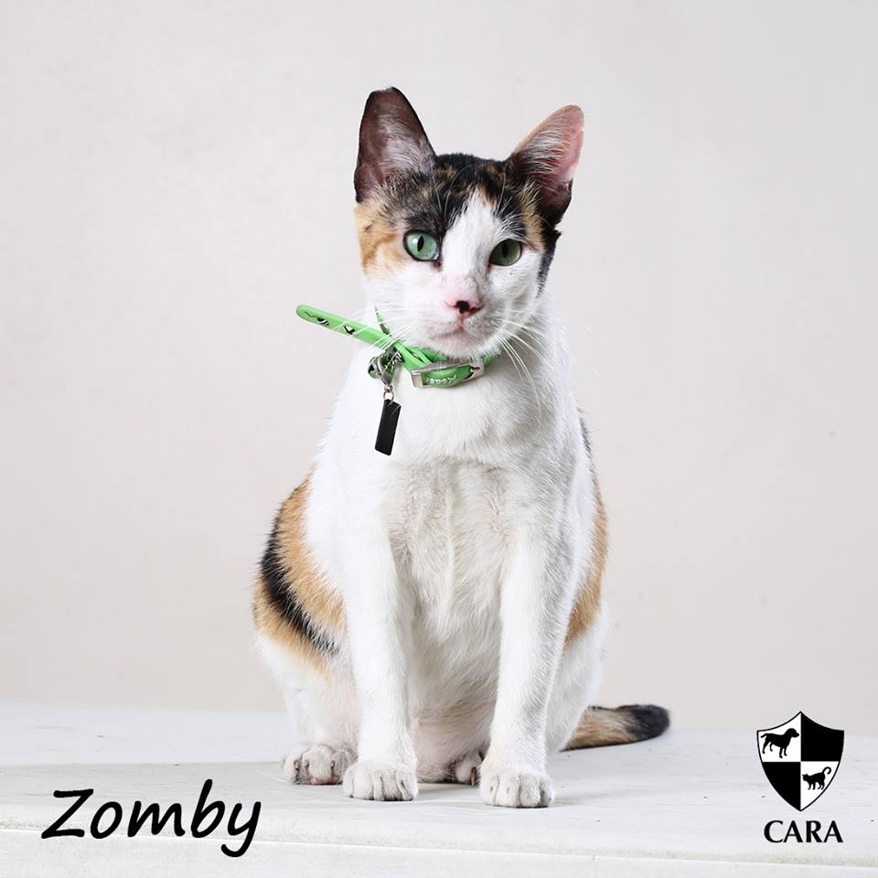 Zomby - CARA rescued cat - pet for adoption - animal welfare in the Philippines