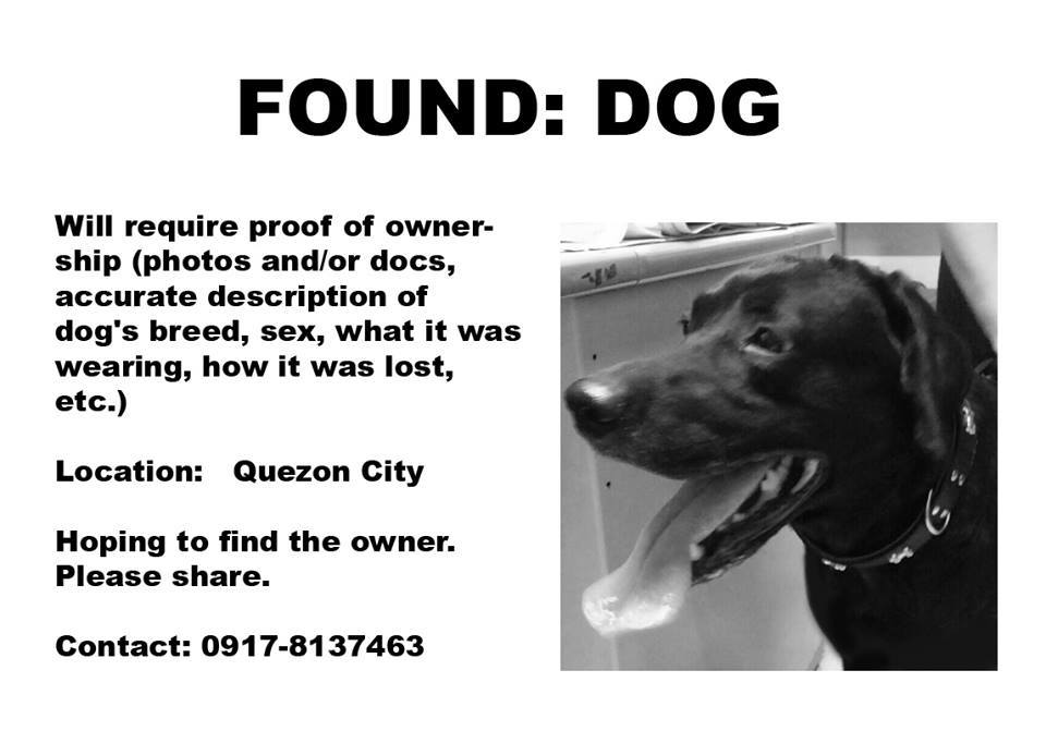 March-Found Dog-Lost Pets-Dog in Quezon City