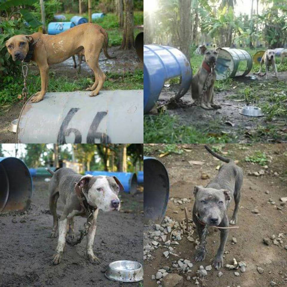 March-Laguna Pitbulls-Thank You-Adopt Dont Shop-CARA-animal welfare-Philippines
