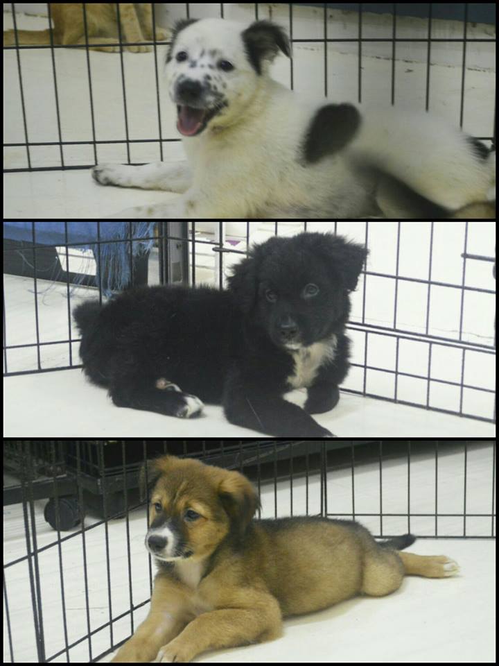 august-2016-featured-adoptables-rescue-caradogs-adoptdontshopt-carawelfarephilippines