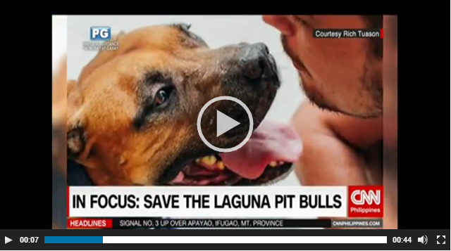 october-2016-featured-in-the-news-cnn-philippines-save-the-laguna-pitbulls-caradogs-adoptdontshopt-carawelfarephilippines