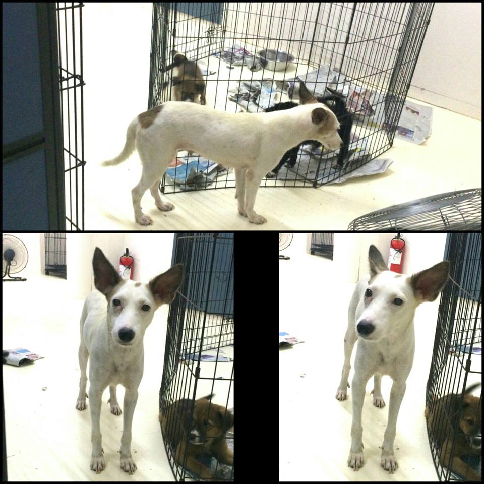 september-2016-adoption-buffy-rescue-caradog-adoptdontshopt-carawelfarephilippines