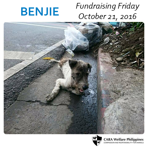 october-2016-fundraising-fridays-featured-caradog-benjie-donation-adoptdontshopt-carawelfarephilippines