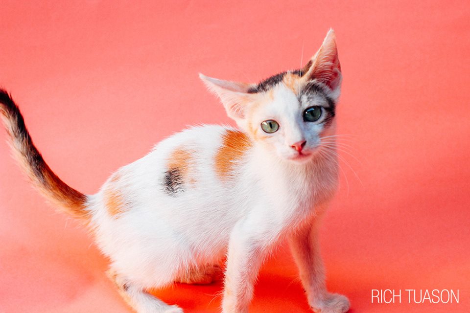 CARA Kitten - cat for adoption