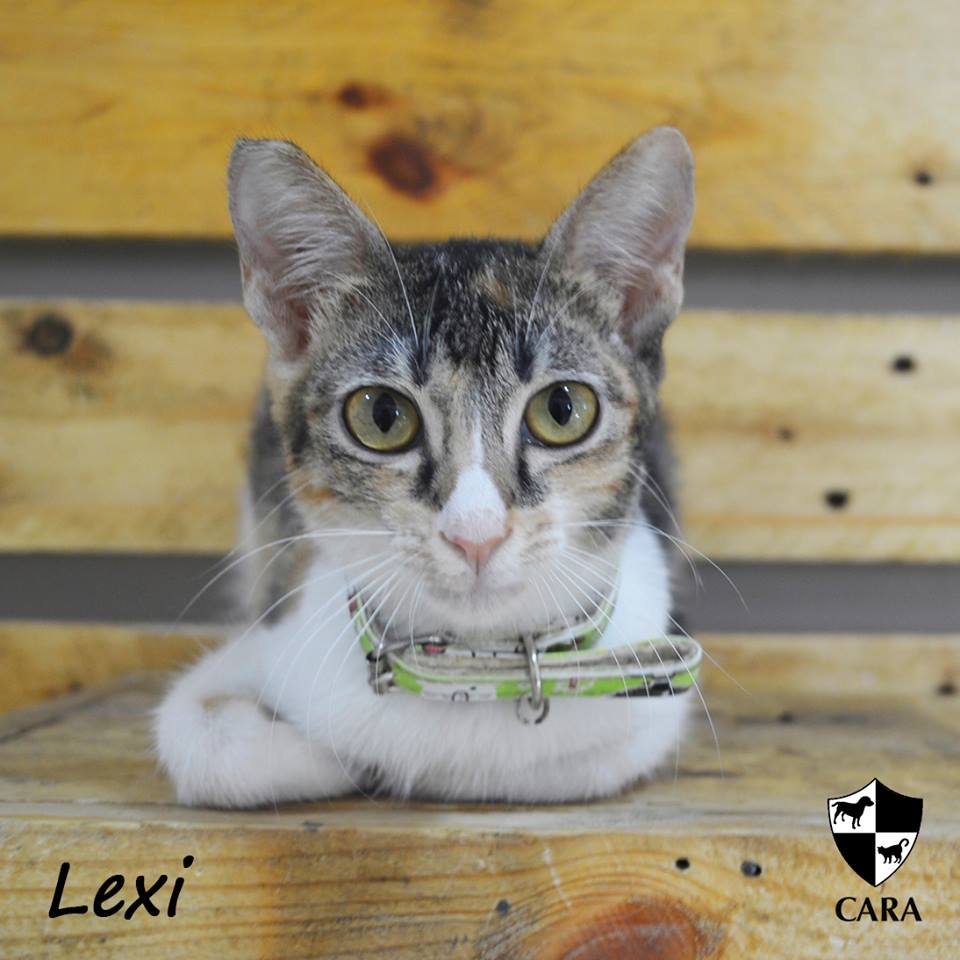 Lexi CARA cat for adoption