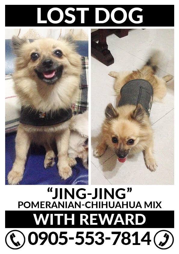 July-2017-Lost Pets-Jing Jing - Dog Fairview - missing