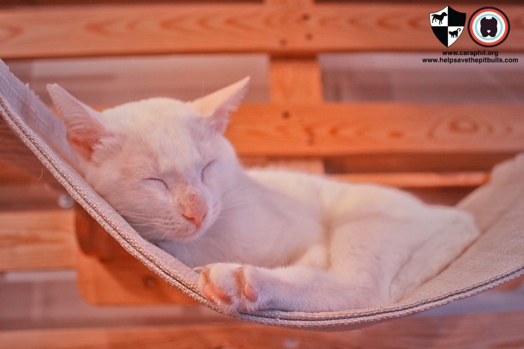 Sept-2017-Cat-Kitten-Adoption-CatCafeManila-People-Bianca