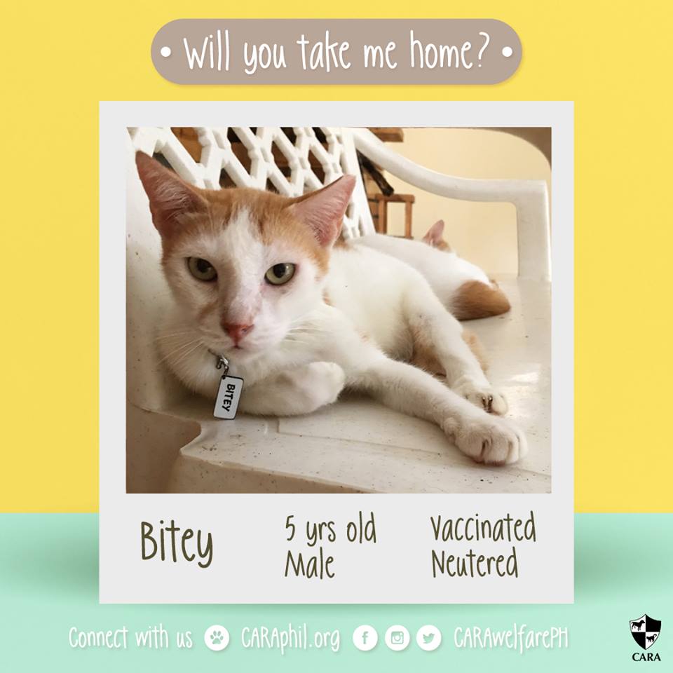 December 2017 - CARA Cat Bitey- CARA Welfare Philippines - AdoptDontShop