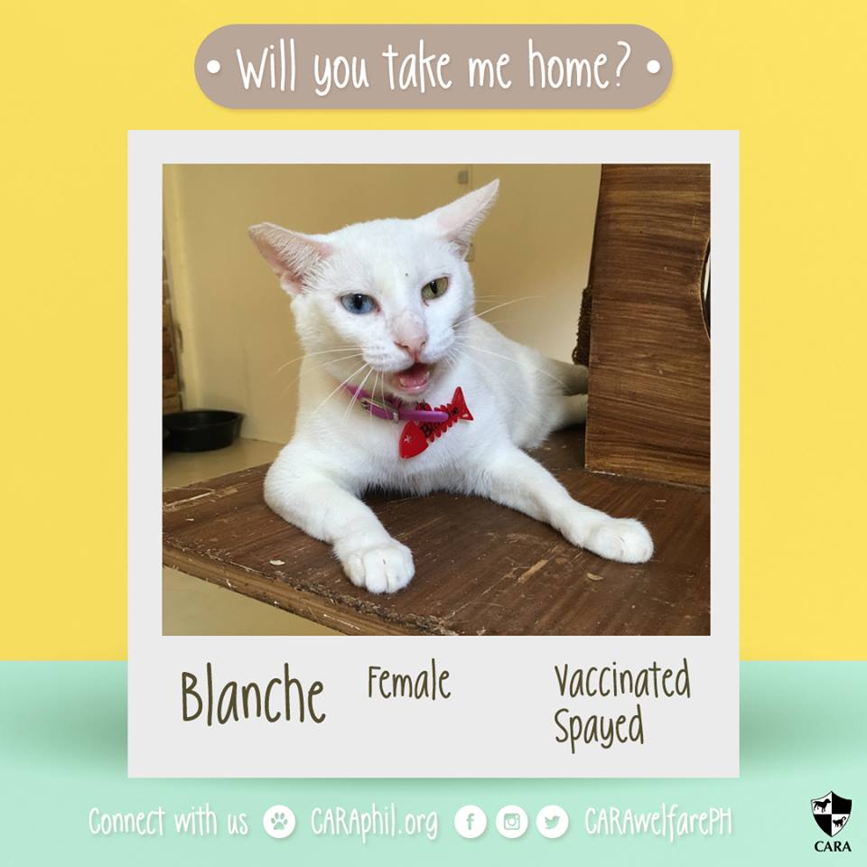 Dec 2017 - CARA Cat Blanche- AdoptDontShop Cara Welfare Philippines