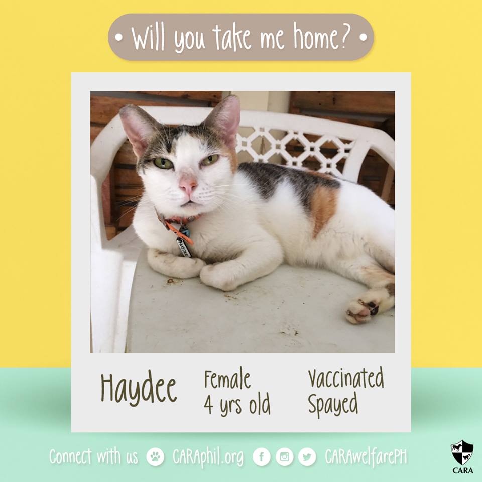 Jan 2018 - Featured CARA cat Haydee CARA Welfare Philippines - AdoptDont Shop