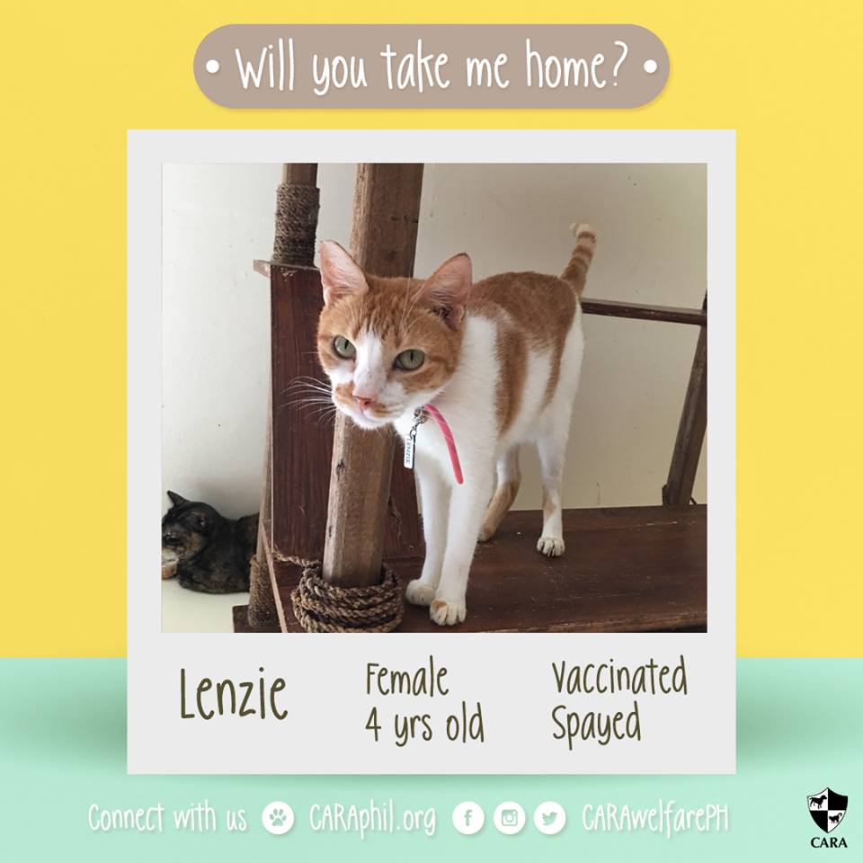 Jan 2018 - Featured CARA cat Lenzie CARA Welfare Philippines - AdoptDont Shop
