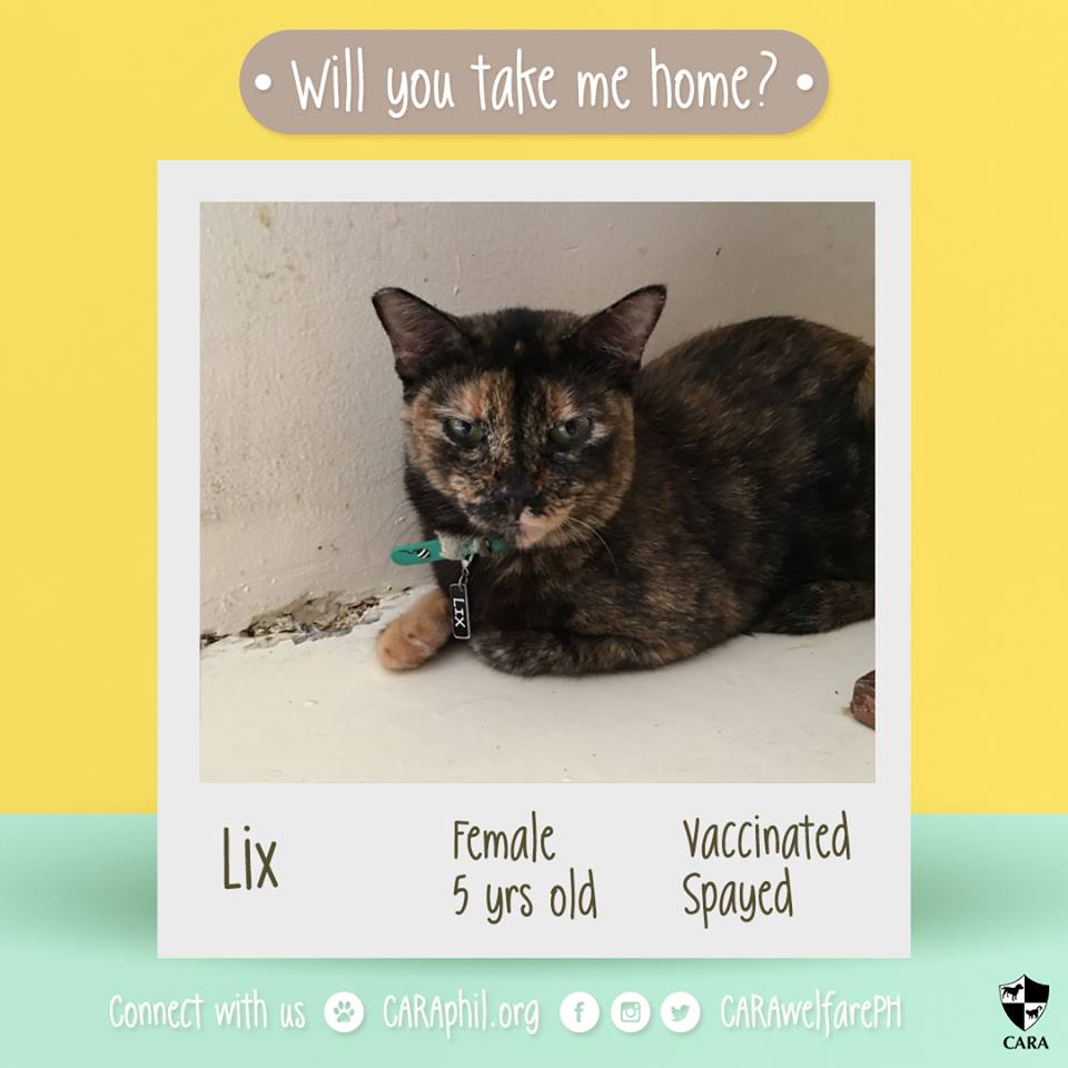 Jan 2018 - Featured CARA cat Lix CARA Welfare Philippines - AdoptDont Shop