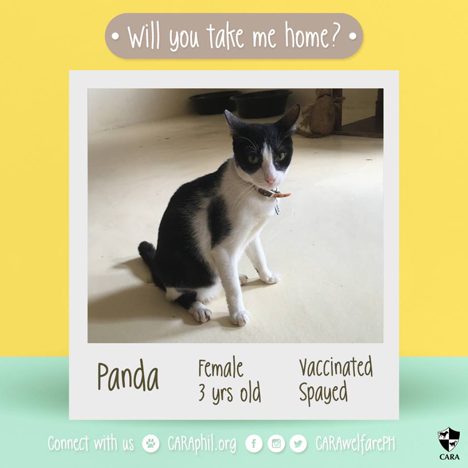 Jan 2018 - Featured CARA cat Panda CARA Welfare Philippines - AdoptDont Shop