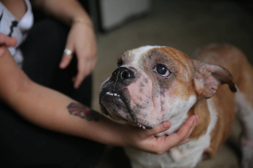 Jan 2018 - Featured CARA dog Becky CARA Welfare Philippines - AdoptDont Shop