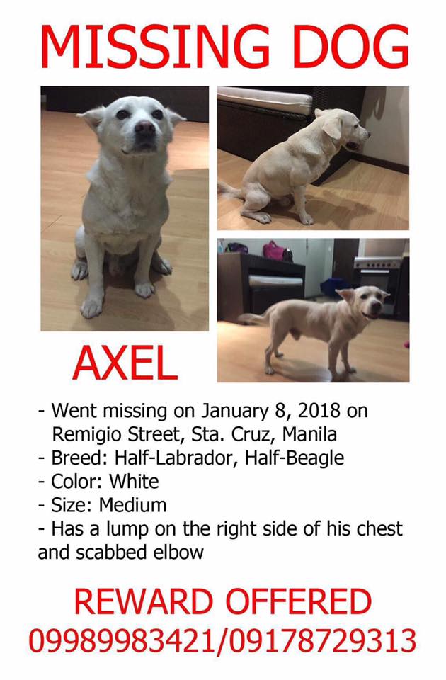 Jan 2018 - Lost Dog Axel Sta Cruz Manila CARA Welfare Philippines - AdoptDont Shop