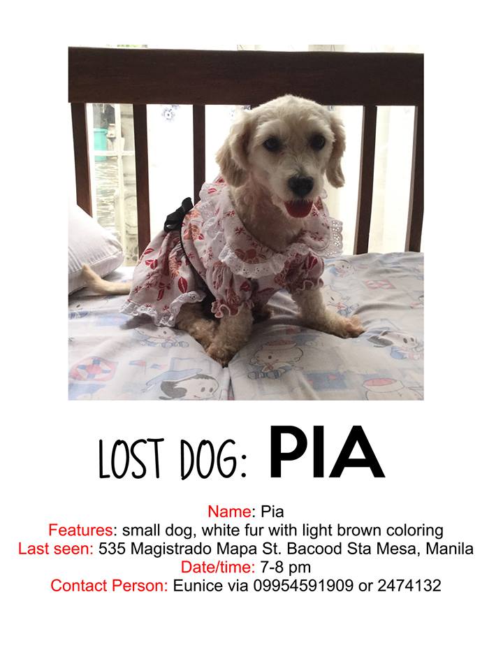Jan 2018 - Lost Dog Pia Sta Mesa Manila CARA Welfare Philippines - AdoptDont Shop