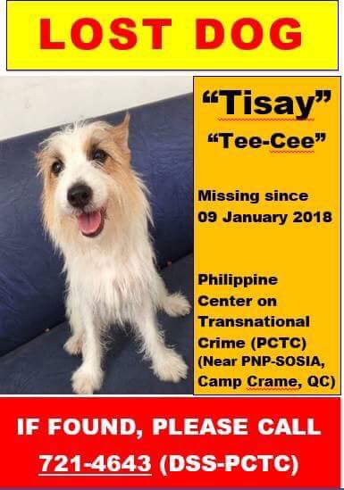 Jan 2018 - Lost Dog TIsay Camp Crame Quezon City CARA Welfare Philippines - AdoptDont Shop