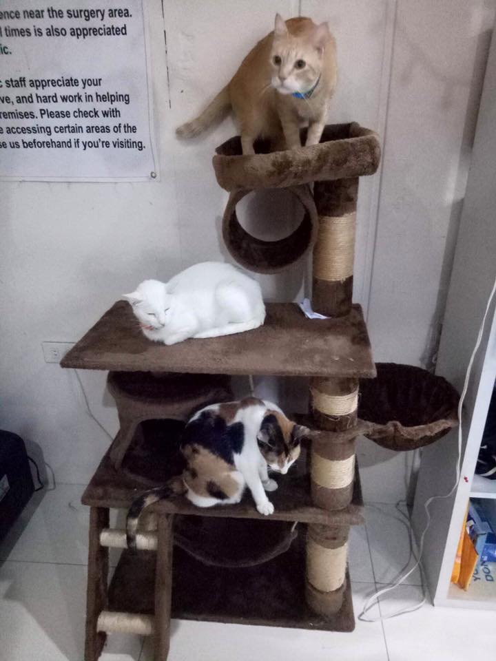 Jan 2018 - Thank You Bing Natividad cat house CARA Welfare Philippines - AdoptDont Shop