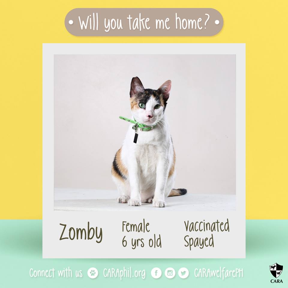 Jan 2018 - Featured CARA cat Zomby CARA Welfare Philippines - AdoptDont Shop