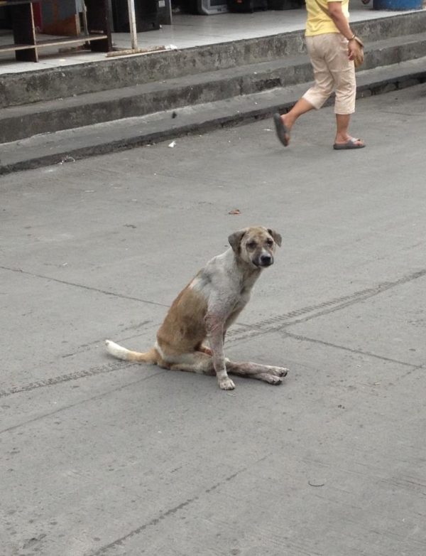 Throwback Rescue: Rizzo the Dog - CARA Welfare Philippines
