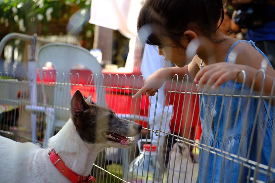 CARA Welfare Philippines - animal welfare - volunteer group