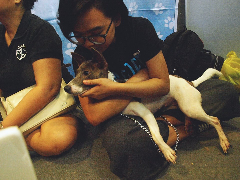CARA Welfare Philippines - animal welfare - volunteer group - Sweetie dog for adoption