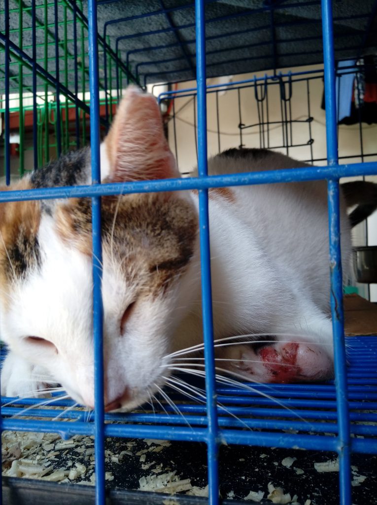 Amputation CARA Cat Leah Adopt Dont Shop CARA Welfare Philippines Surgery Fundraising Campaign